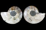 Cut & Polished Ammonite Fossil - Agatized #79712-1